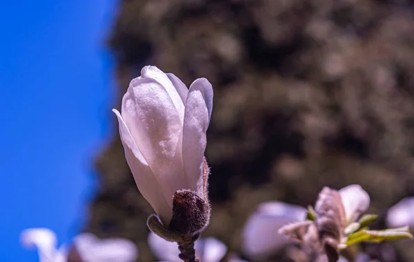 春天赤裸裸的背景上的白色木兰花 — 图库照片