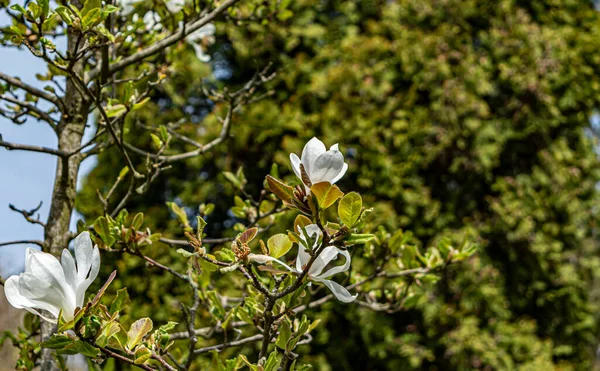 Magnolia Flowers Background Greenery Sunny Day — Stock Photo, Image