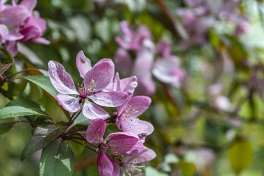 Güneşli bir günde yeşilliğin arka planında pembe çiçekler