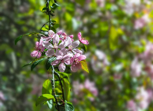 Pink Flowers Background Greenery Sunny Day Close — Zdjęcie stockowe