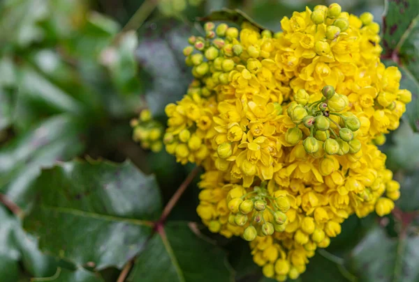 春の庭で黄色のミモザの花 アカシアのディールバータゴールドが咲きます 高品質の写真 — ストック写真