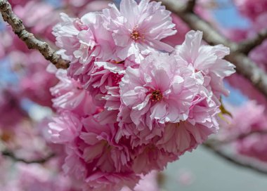 İngiltere 'de bahar mevsiminde çiçek açan pembe kiraz çiçeği bulanık arka planda, Sakura çiçeği. Yüksek kalite fotoğraf