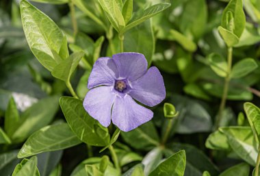 Mor menekşe çiçeği ya da küçük menekşe. Bahçedeki ya da ormandaki kum ailesinin yabani çiçekleri. Seçici odak.