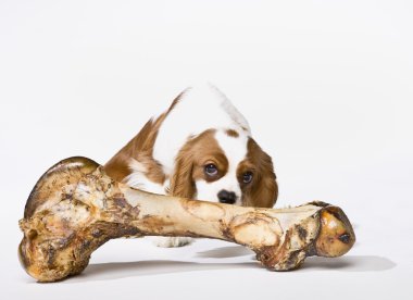 İri kemikli yavru köpek.