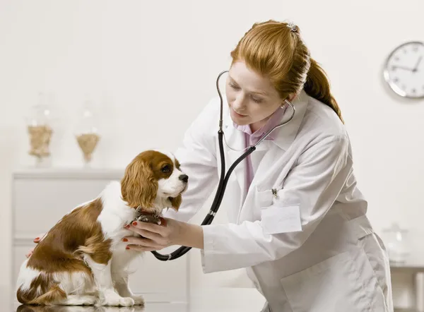 Jovem Veterinário Feminino — Fotografia de Stock