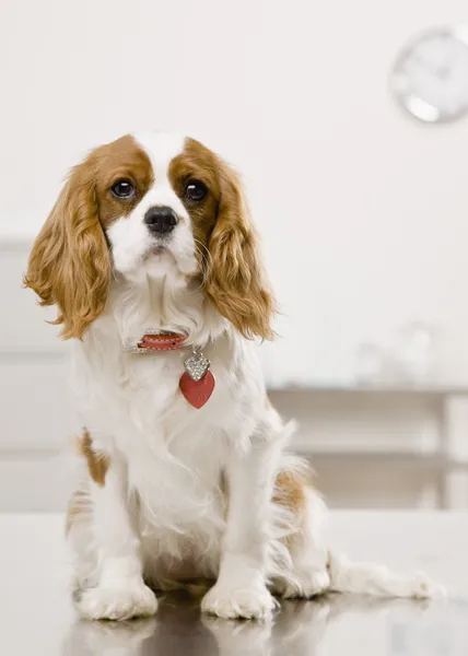 Şirin köpek.