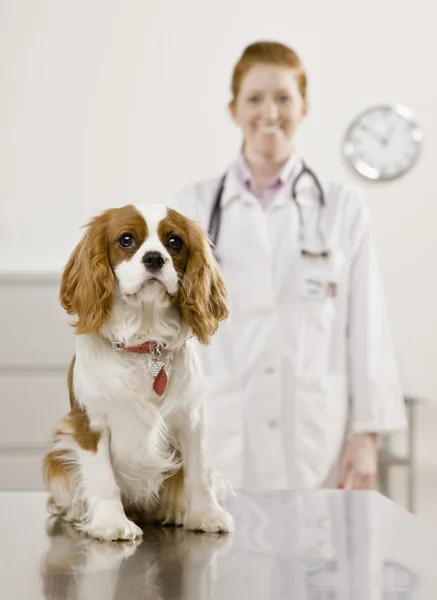 Cão e Jovem Feminino Jovem Veterinário Feminino — Fotografia de Stock