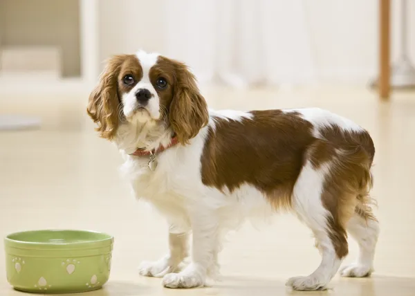 Filhote de cachorro Comer — Fotografia de Stock