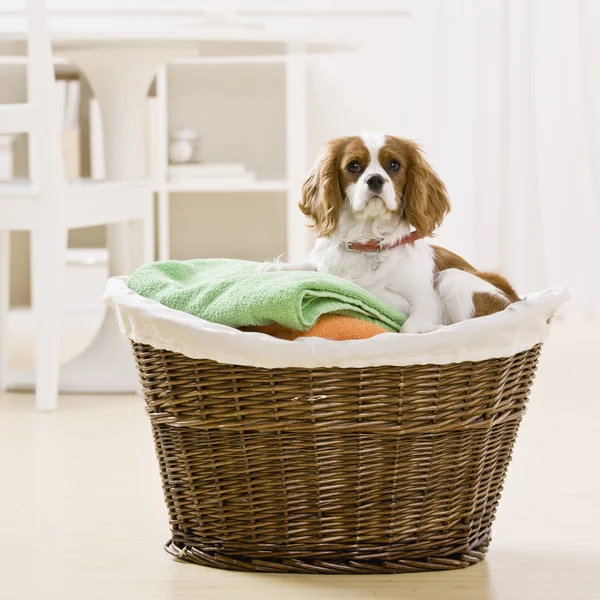 Perro en cesta de lavandería — Foto de Stock