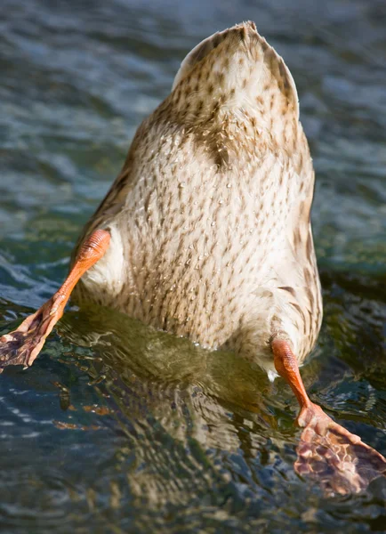 Ente auf Nahrungssuche unter Wasser — Stockfoto