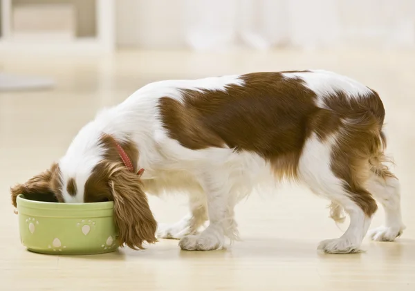 子犬の食事 ストック画像