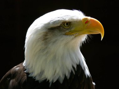 Bir Amerikan kel kartalına yaklaş. 