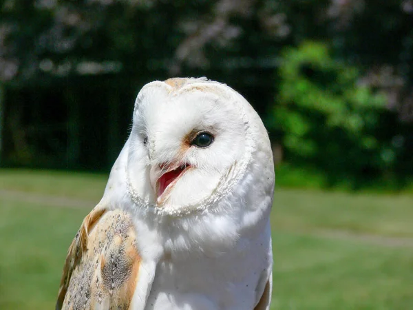 Een Prachtige Dichtbij Van Een Besneeuwde Uil — Stockfoto