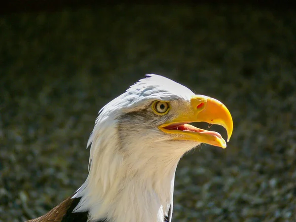 Fechar Uma Águia Americana Careca — Fotografia de Stock