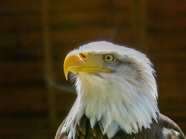 Fechar Uma Águia Americana Careca — Fotografia de Stock