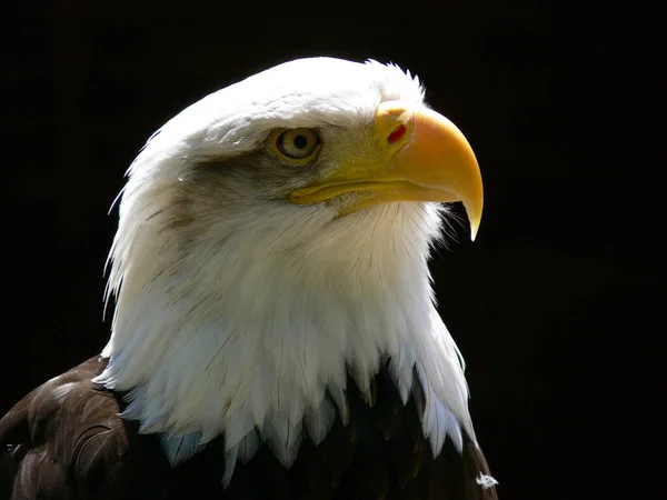 Fechar Uma Águia Americana Careca — Fotografia de Stock