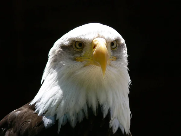 Fechar Uma Águia Americana Careca — Fotografia de Stock