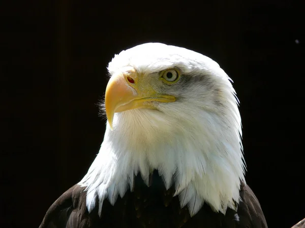 Fechar Uma Águia Americana Careca — Fotografia de Stock