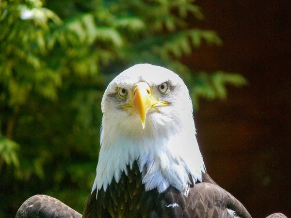 Fechar Uma Águia Americana Careca — Fotografia de Stock