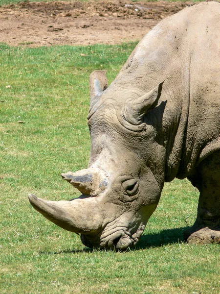 Rinoceronte Comer Grama Ambiente Zoológico — Fotografia de Stock
