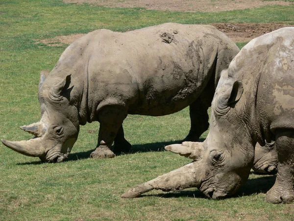 Rinoceronte Comer Grama Ambiente Zoológico — Fotografia de Stock