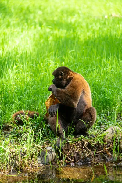 Chorongo Monkey Στην Περιοχή Του Αμαζονίου Του Ισημερινού Νότια Αμερική — Φωτογραφία Αρχείου