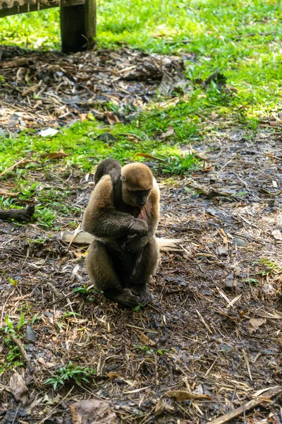 Chorongo Monkey Στην Περιοχή Του Αμαζονίου Του Ισημερινού Νότια Αμερική — Φωτογραφία Αρχείου