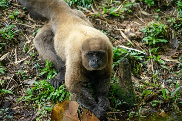 Chorongo Mono Región Amazónica Ecuador América Del Sur — Foto de Stock