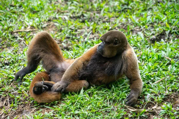 Chorongo Monkey Στην Περιοχή Του Αμαζονίου Του Ισημερινού Νότια Αμερική — Φωτογραφία Αρχείου