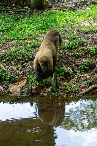 Chorongo Mono Región Amazónica Ecuador América Del Sur —  Fotos de Stock