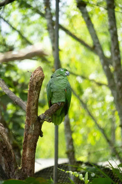 Πράσινος Παπαγάλος Υποκατάστημα Amazon Region Εκουαδόρ — Φωτογραφία Αρχείου