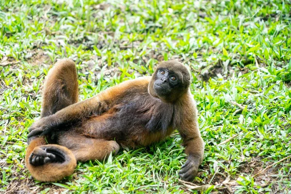 Macaco Chorongo Região Amazônica Equador América Sul — Fotografia de Stock