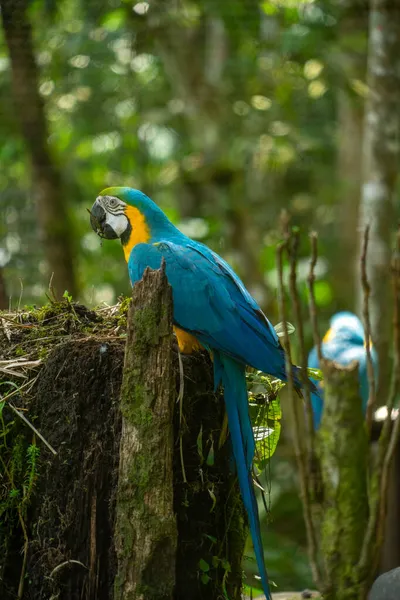 Blue Gold Macaw Amazon Region Ecuador — Stock Photo, Image