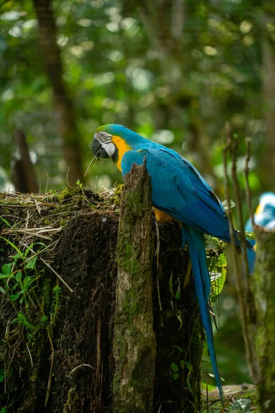 Guacamayo Azul Dorado Región Amazónica Ecuador — Foto de Stock