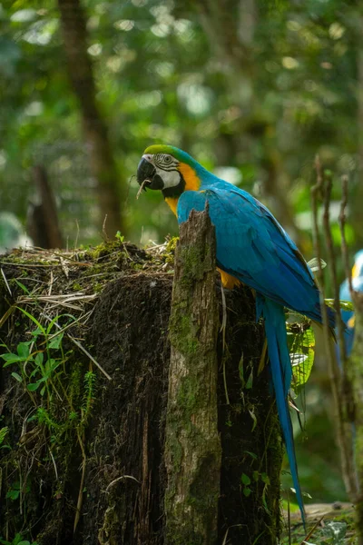 Blue Gold Macaw Amazon Region Εκουαδόρ — Φωτογραφία Αρχείου