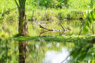 Amazon Bölgesinde Kaplumbağa