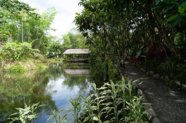 Güney Amerika 'nın Amazon bölgesinde bir göl ve patika manzarası