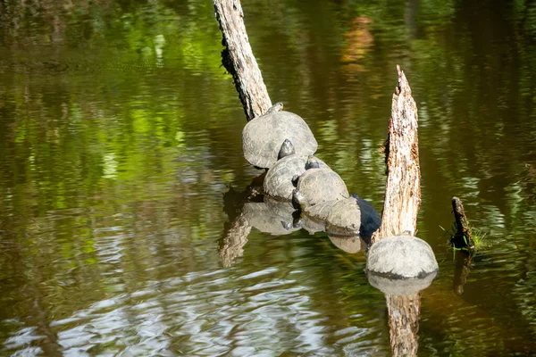 Tortue Dans Région Amazonienne — Photo