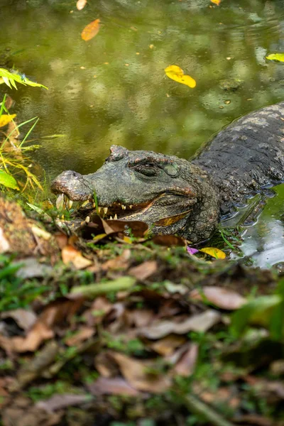 Caiman Nas Margens Uma Lagoa Amazônia Equador — Fotografia de Stock