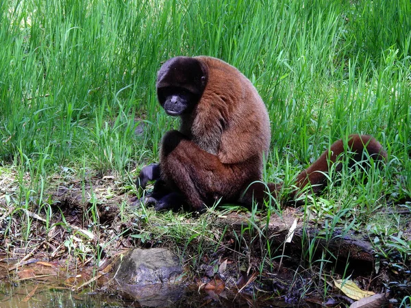Güney Amerika Ekvador Amazon Bölgesindeki Chorongo Maymunu — Stok fotoğraf
