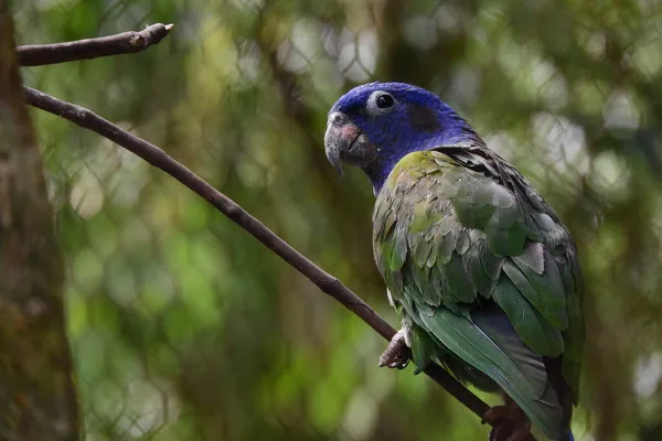 Grüner Papagei Auf Einem Zweig Amazonas Region Ecuador — Stockfoto
