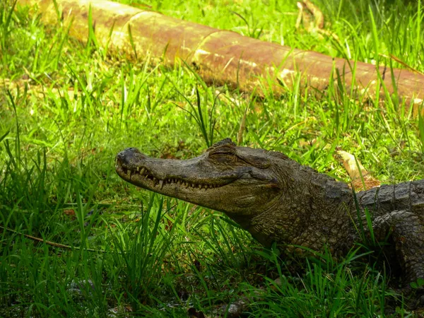 Caiman Nas Margens Uma Lagoa Amazônia Equador — Fotografia de Stock