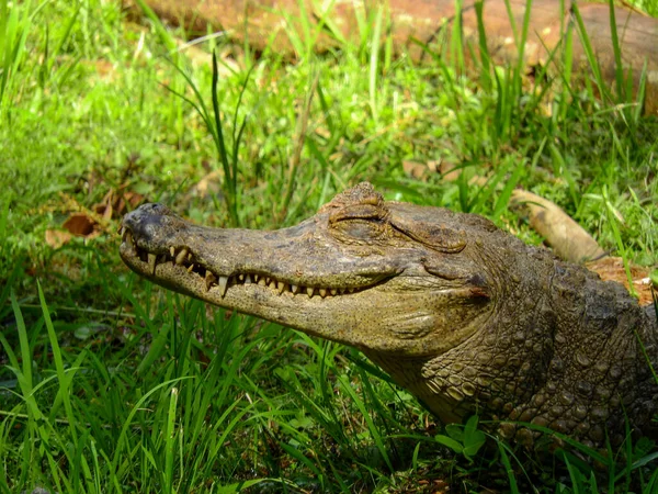 Caiman Banks Lagoon Amazonia Ecuador — Stock Photo, Image