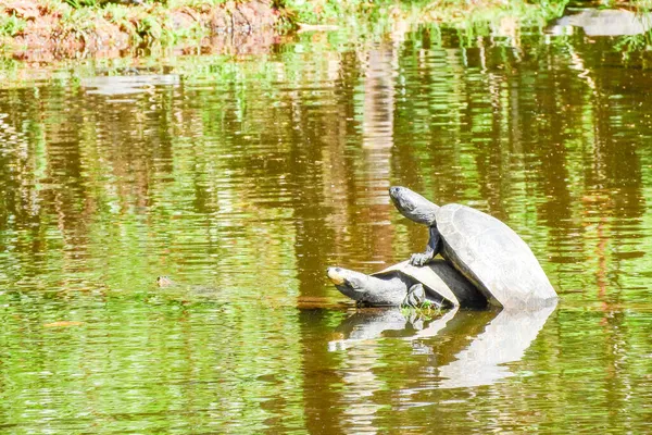Черепаха Регионе Амазонки — стоковое фото