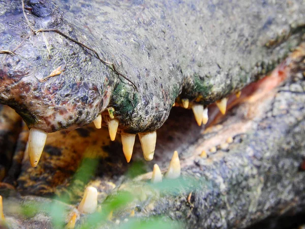 Caiman Nas Margens Uma Lagoa Amazônia Equador — Fotografia de Stock