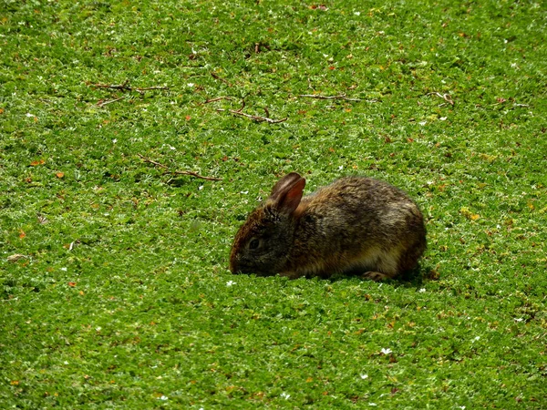 Paramo Lapin Mangeant Herbe Équateur — Photo