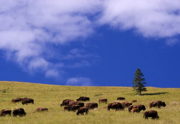 Buffalo, nationale bison bereik — Stockfoto