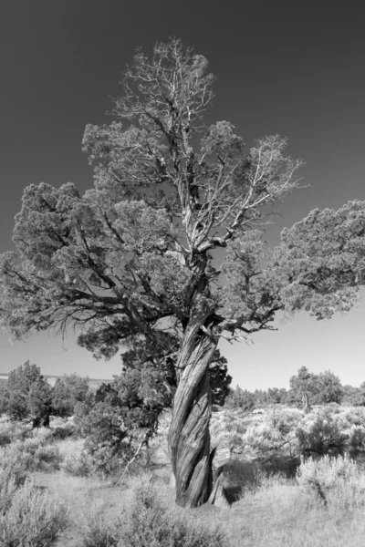 Een gedraaide juniper — Stockfoto