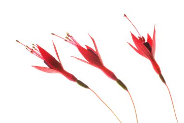 beyaz üzerine üç fuşya çiçekleri