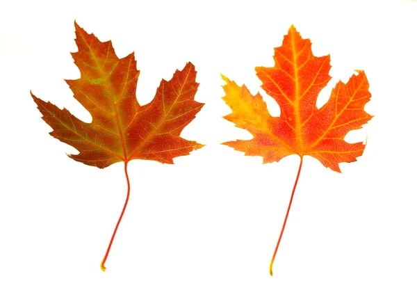 Maple Leaves on White — Stock Photo, Image